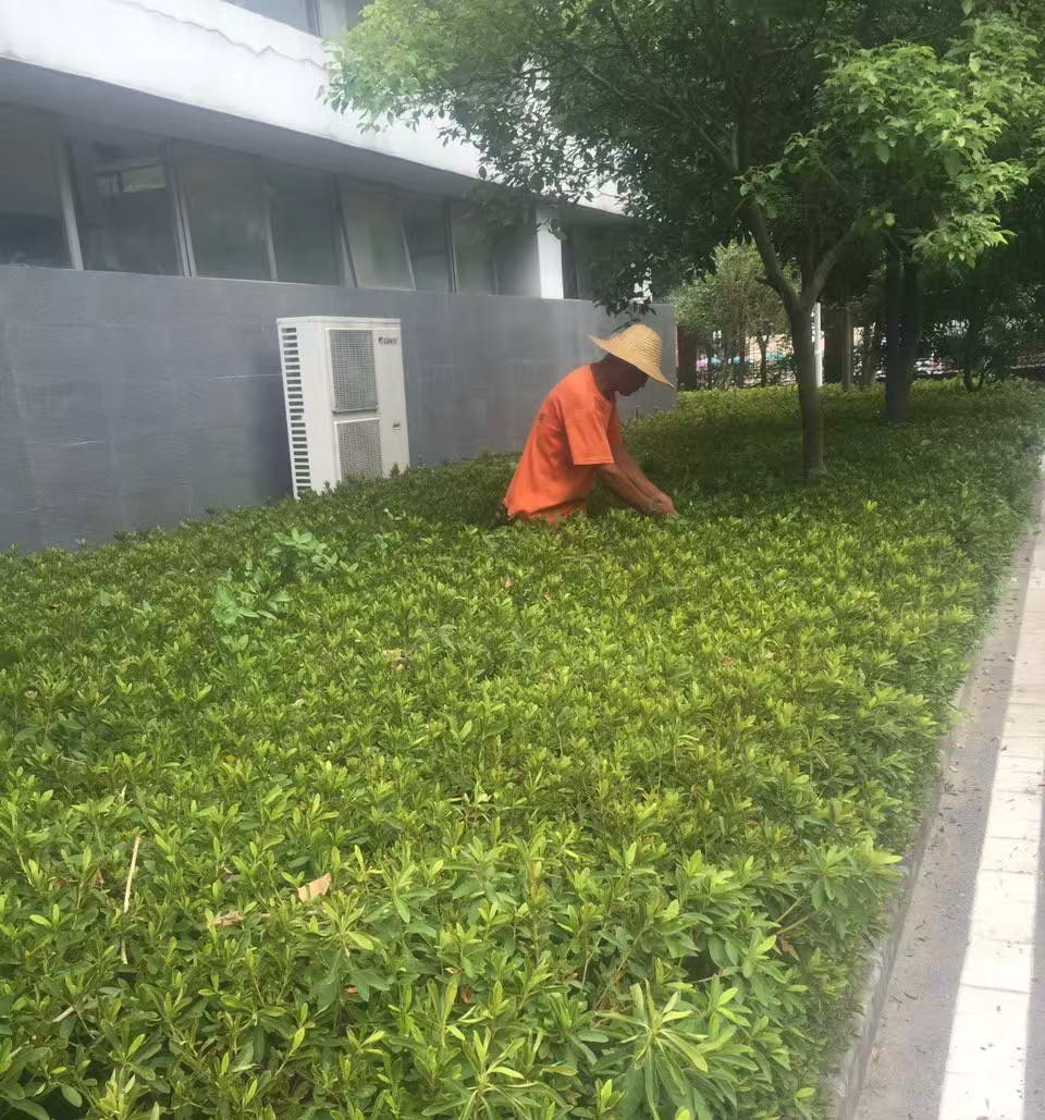 綠化養(yǎng)護(hù)